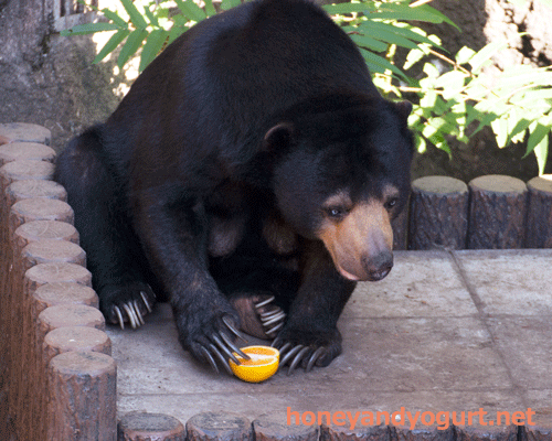 上野動物園　マレーグマ　モモコ