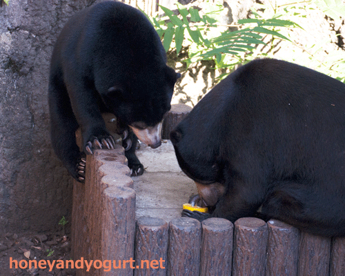 上野動物園　マレーグマ　モモコ　フジ