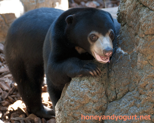 上野動物園　マレーグマ　フジ