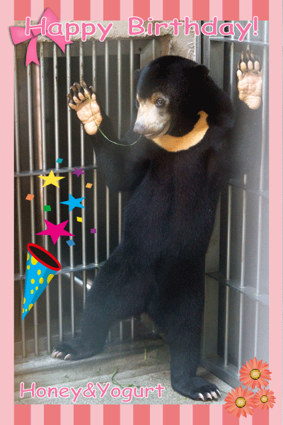 東山動植物園 マレーグマ マーネ