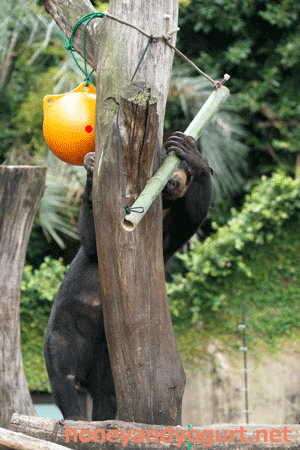 上野動物園 マレーグマ モモコ