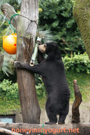 上野動物園 マレーグマ モモコ