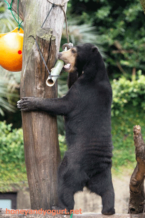 上野動物園 マレーグマ モモコ