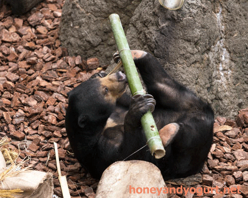 上野動物園 マレーグマ モモコ