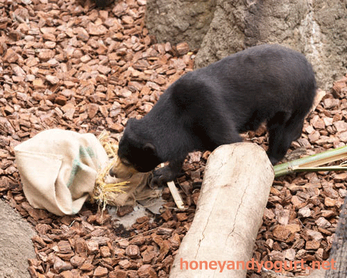 上野動物園 マレーグマ モモコ