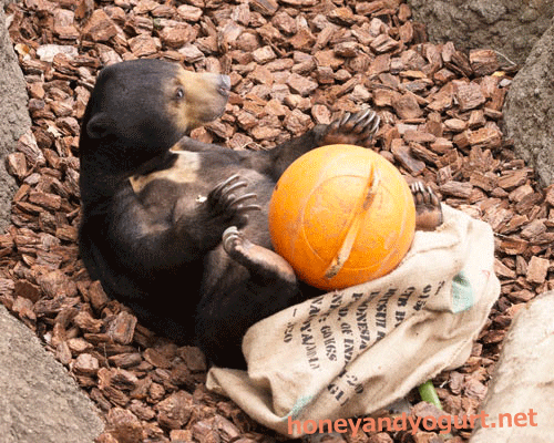 上野動物園 マレーグマ モモコ