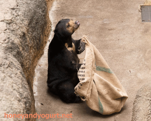 上野動物園 マレーグマ モモコ