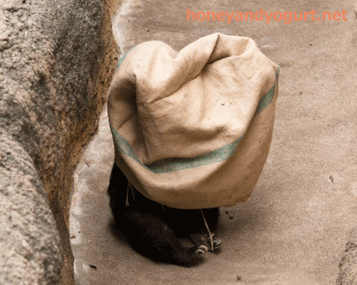上野動物園 マレーグマ モモコ