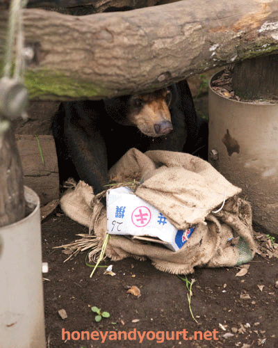上野動物園 マレーグマ アズマ