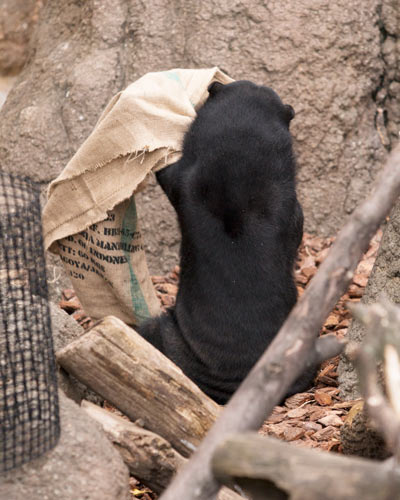 上野動物園 マレーグマ モモコ