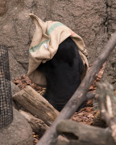 上野動物園 マレーグマ モモコ