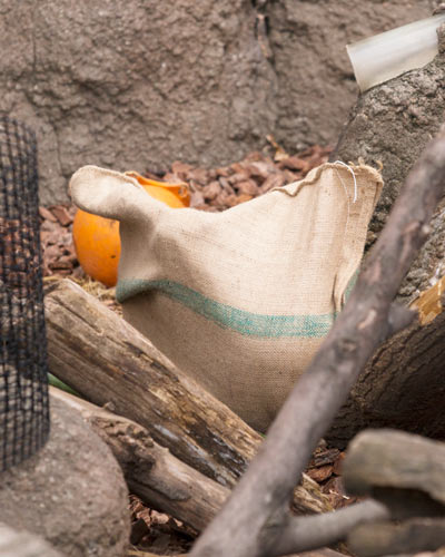 上野動物園 マレーグマ モモコ