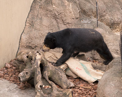 上野動物園 マレーグマ モモコ