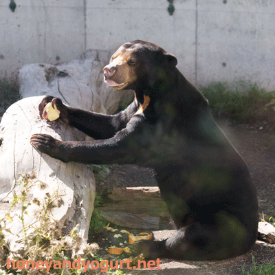 円山動物園　マレーグマ　ハッピイ