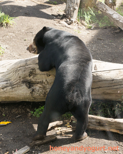 円山動物園　マレーグマ　ウメキチ
