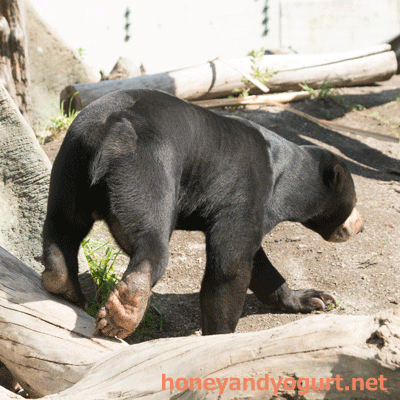 円山動物園　マレーグマ　ウメキチ