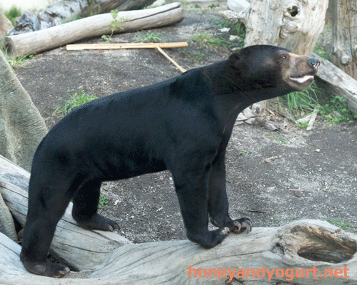 円山動物園　マレーグマ　ウメキチ