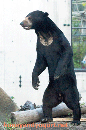 円山動物園　マレーグマ　ウメキチ