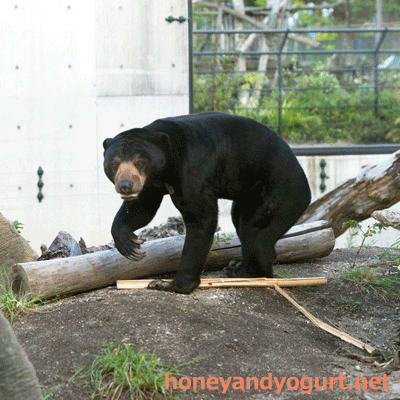 円山動物園　マレーグマ　ウメキチ