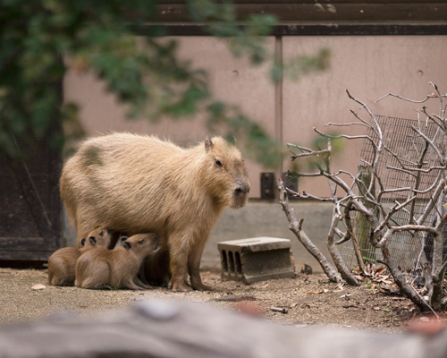 とべ動物園 カピバラ親子