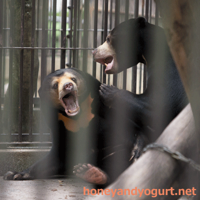 とべ動物園 マレーグマ シャイン ノア