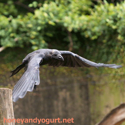 上野動物園　マレーグマ舎