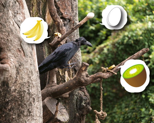 上野動物園　マレーグマ舎