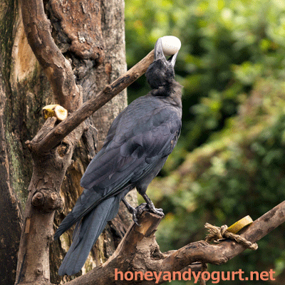上野動物園　マレーグマ舎　