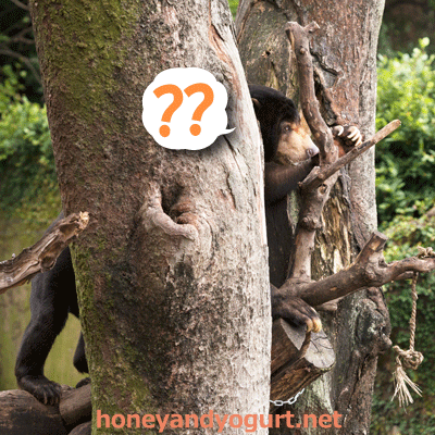 上野動物園　マレーグマ　アズマ