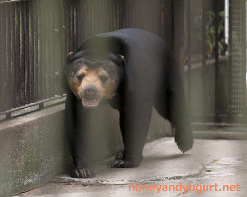 とべ動物園　マレーグマ　ノア