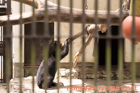 とべ動物園　マレーグマ　ノア