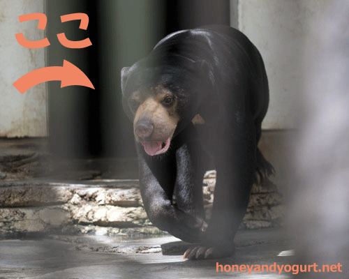 とべ動物園　マレーグマ　シャイン