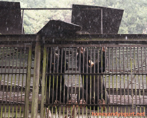 とべ動物園 マレーグマ シャイン ノア
