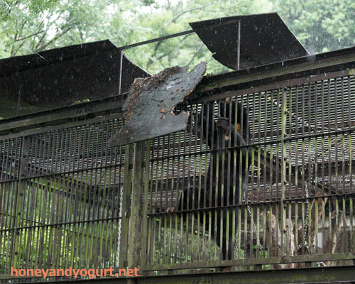 とべ動物園 マレーグマ シャイン
