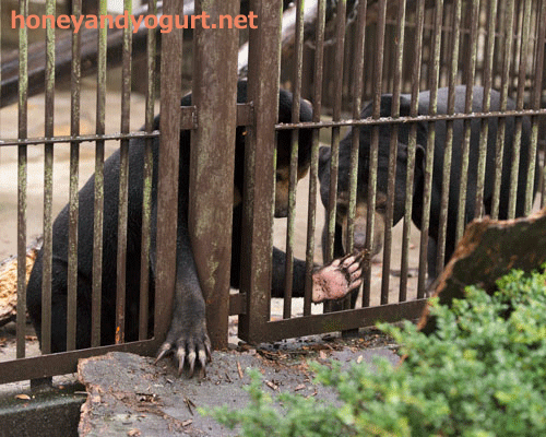とべ動物園 マレーグマ シャイン ノア