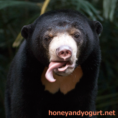 のいち動物公園　マレーグマ　ハニイ
