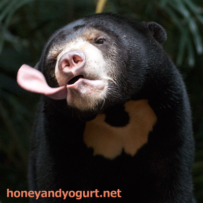 のいち動物公園　マレーグマ　ハニイ