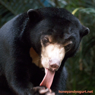 のいち動物公園　マレーグマ　ハニイ