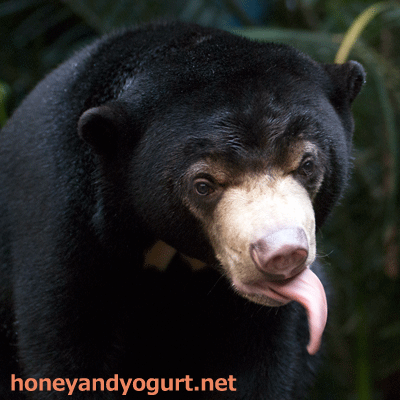 のいち動物公園　マレーグマ　ハニイ