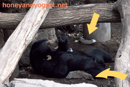 上野動物園 マレーグマ フジ