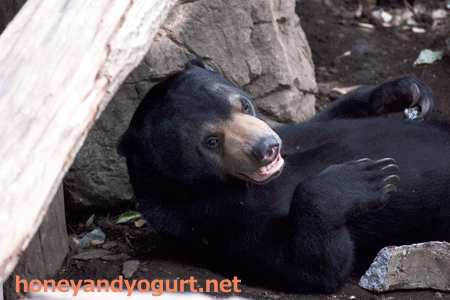 上野動物園 マレーグマ フジ