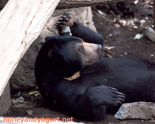 上野動物園 マレーグマ フジ