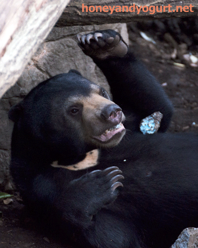 上野動物園 マレーグマ フジ