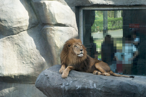 円山動物園　ライオン