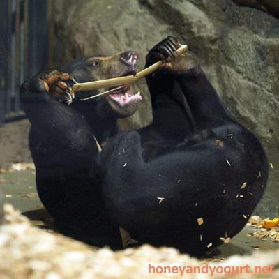 円山動物園　マレーグマ　ウメキチ