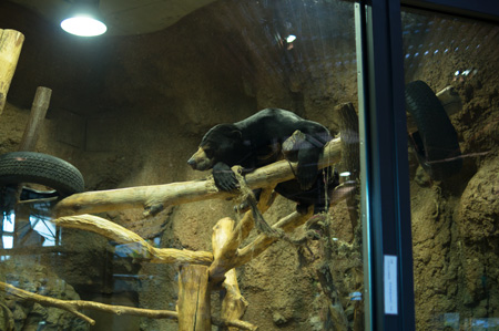 円山動物園　マレーグマ　ウメキチ