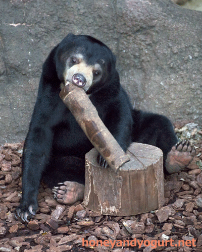 上野動物園 マレーグマ フジ
