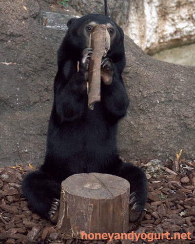 上野動物園 マレーグマ フジ