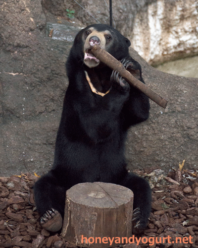上野動物園 マレーグマ フジ