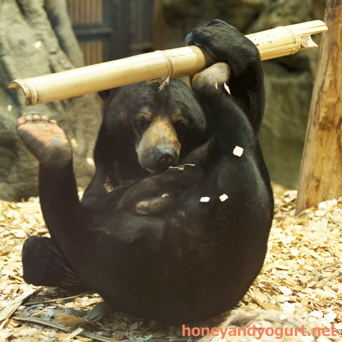 円山動物園 マレーグマ ウメキチ